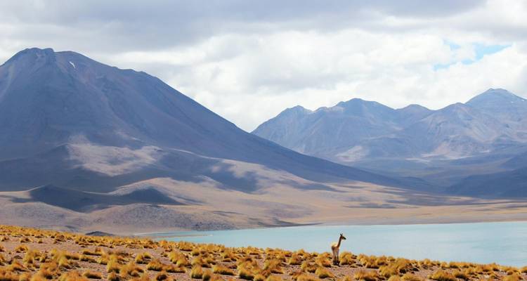 Vicuña solitaria de pie en un vasto paisaje desértico y montañoso.