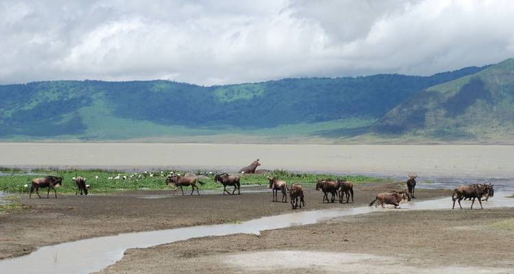 Gnus und andere Tiere an einem See mit Bergen im Hintergrund.