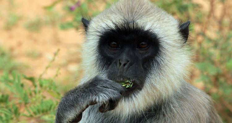 Nahaufnahme eines Affen, der Grünzeug frisst.