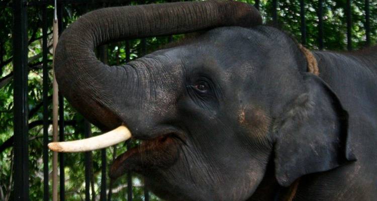 Seitenansicht eines Elefanten mit einem Stoßzahn in Gefangenschaft.