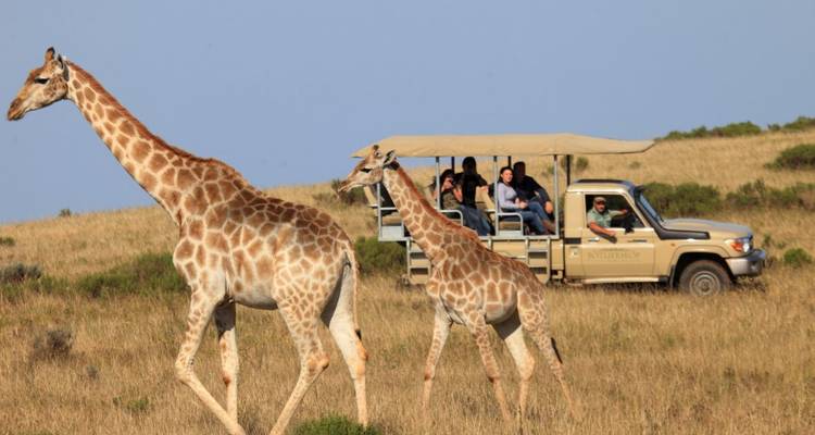 Véhicule de safari observant des girafes dans un champ herbeux.