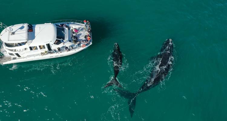 Un bateau et deux grandes baleines dans une étendue d'eau.