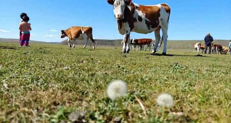 Kühe, die auf einer Weide grasen, mit einer Person in der Nähe.