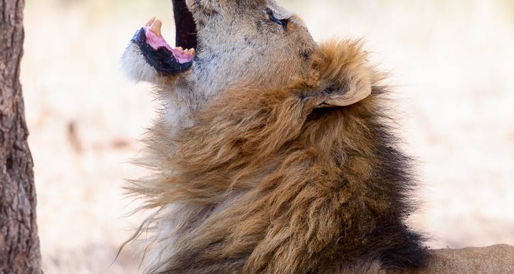 Lion rugissant près d'un arbre dans une prairie sèche.