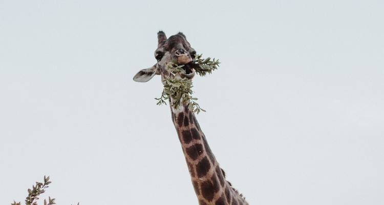 Girafe mangeant des feuilles sur un ciel dégagé.