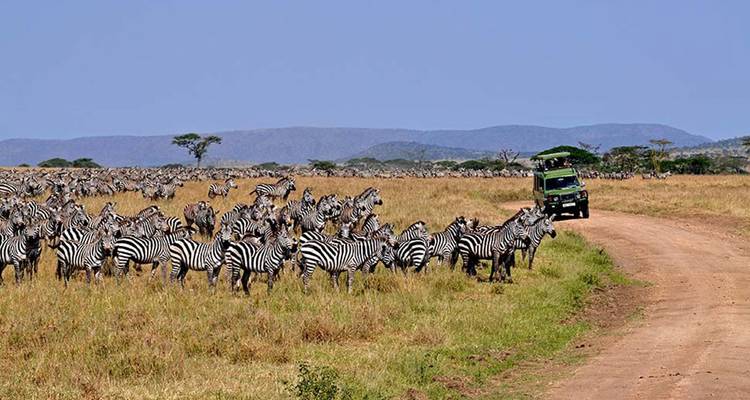 Open savanna filled with a large herd of zebras beside a safari vehicle on a dirt track under a clear blue sky.