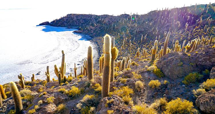 Kakteen auf einem Hügel mit Blick auf eine weiße Salzebene.