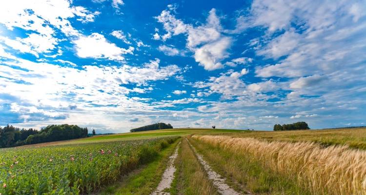 Feldweg in einer Wiese unter einem hellen Himmel.