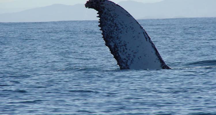 Walflosse, die aus der Meeresoberfläche auftaucht.