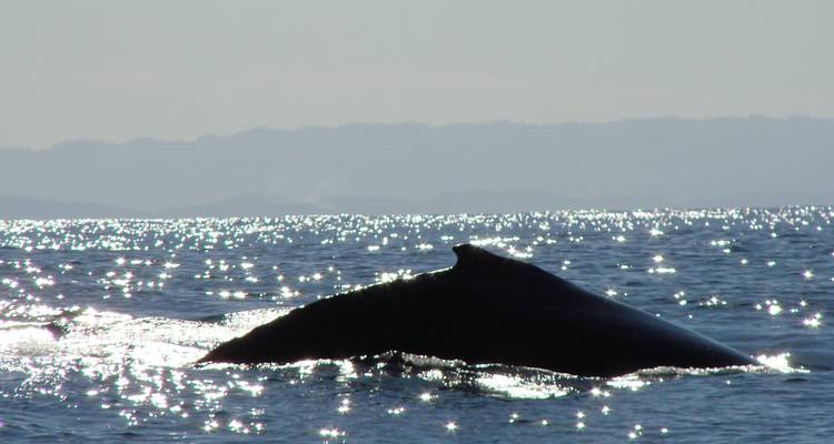 Wal taucht inmitten funkelnder Meeresgewässer auf.