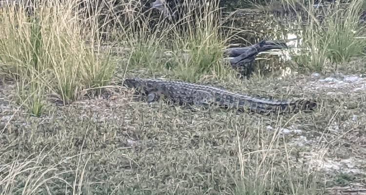 Krokodil in grasigem Bereich nahe dem Wasser.
