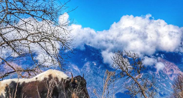 A yak grazing in the foreground with mountains and cloudy sky in the background.