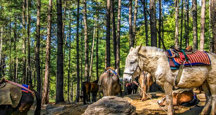 Pferde mit Sätteln in einem dichten Waldgebiet.