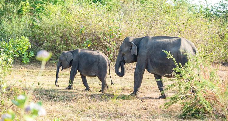 Ein Paar Elefanten, das durch eine grasige Savanne läuft.