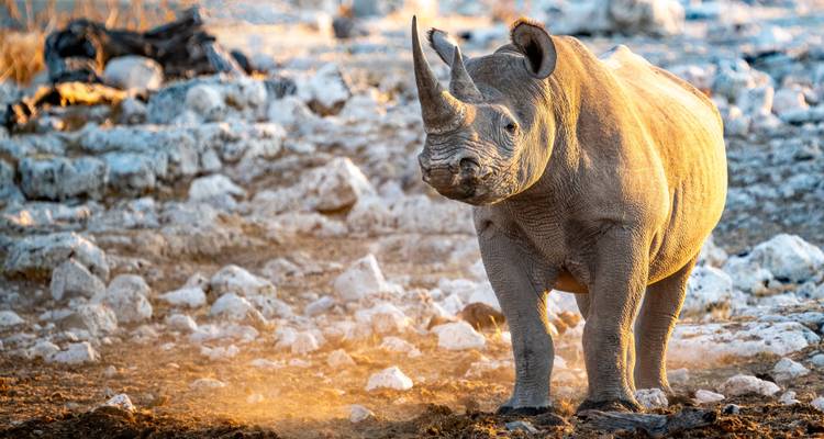 Nashorn in felsiger Umgebung bei Sonnenuntergang.