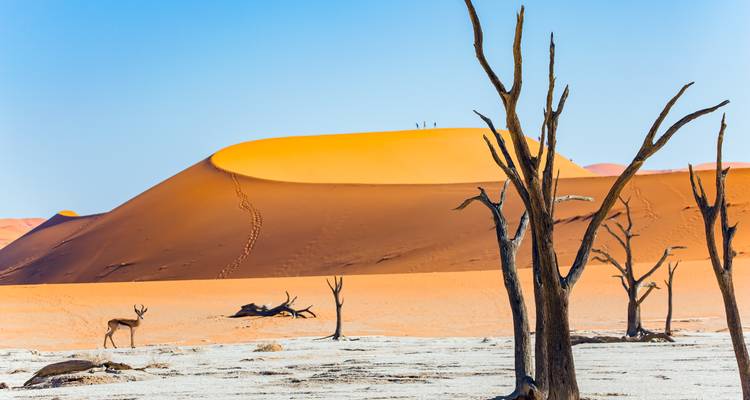 Wüstenlandschaft mit Sanddünen und vertrockneten Bäumen.