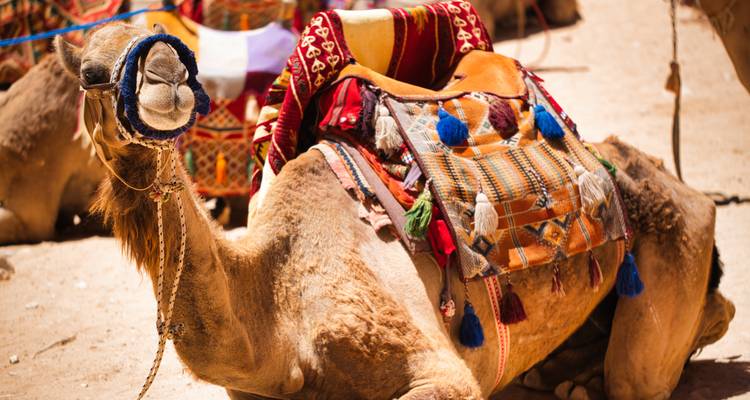 Geschmücktes Kamel, das auf Wüstenboden ruht, mit bunten Satteldecken.