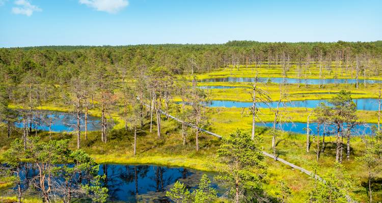 Aerial style view over an Estonian bog with numerous blue water pools surrounded by pine trees and bright green moss