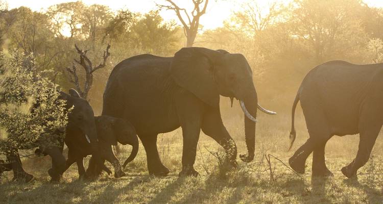 Family of elephants walking in the golden glow of the sunlit savannah.
