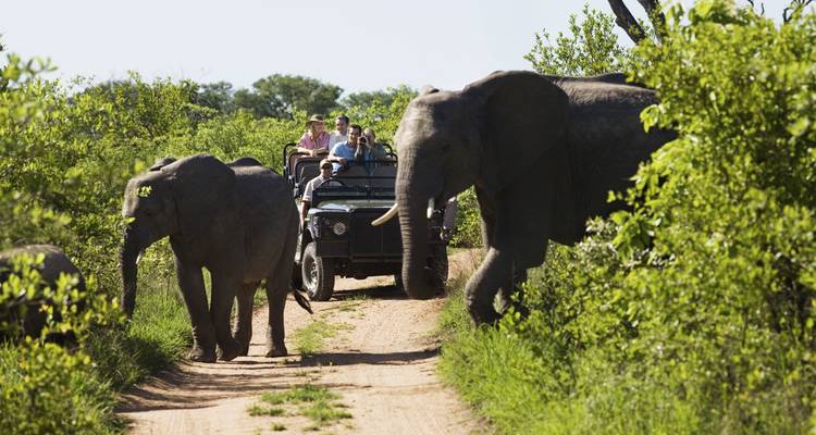 Elephants walking by a safari vehicle with tourists in a lush landscape.