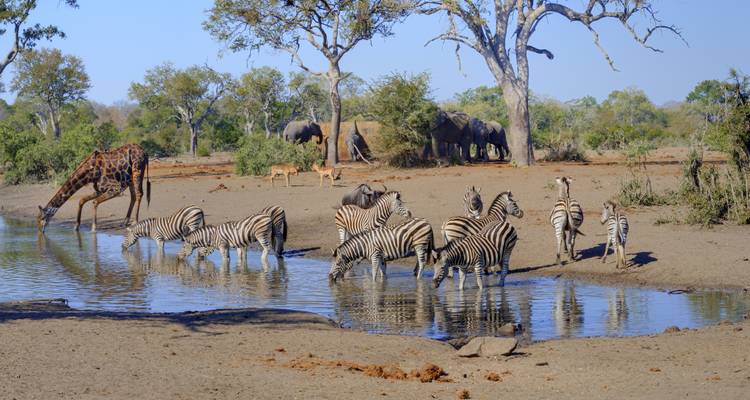 Tiere wie Zebras und Giraffen an einer Wasserstelle mit Bäumen und blauem Himmel.