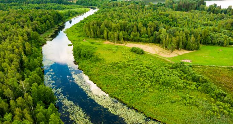 Luftaufnahme eines sich windenden Flusses, der durch dichten grünen Wald und Sumpfland verläuft.
