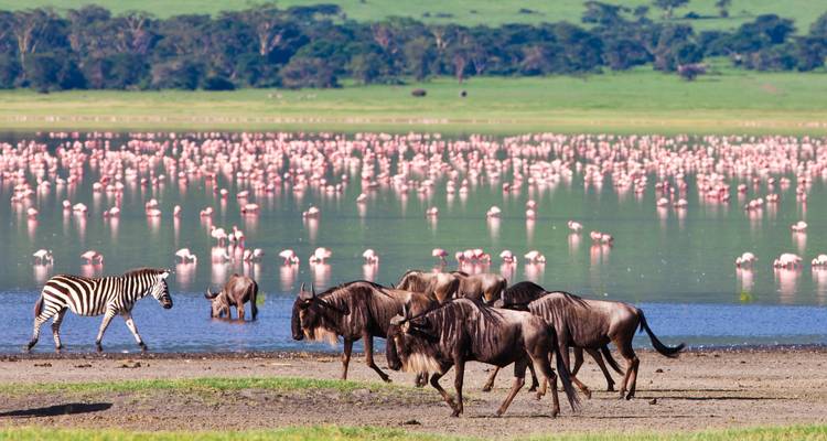 Zebra und Gnu an einem Wasserloch mit rosa Flamingos im Hintergrund.