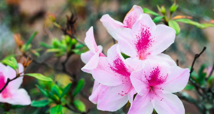 Nahaufnahme von rosa Blüten.