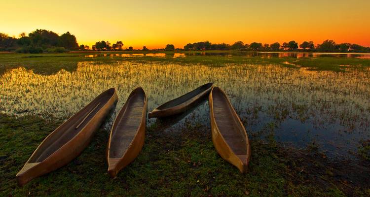 Cuatro canoas tradicionales excavadas en un humedal al atardecer.