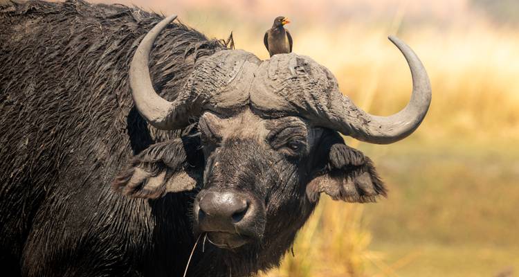 Primer plano de un búfalo con un pájaro en su lomo en un entorno de pastizal.