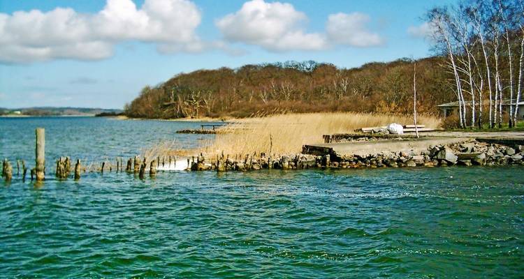 Küstengebiet mit Schilf und Bäumen am Wasser.