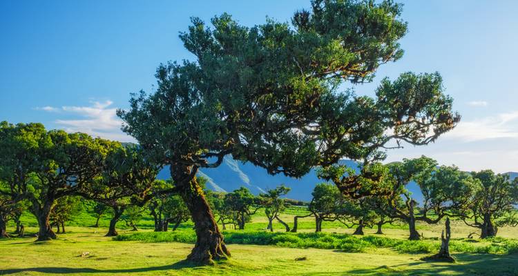 Des lauriers tordus anciens dans une prairie verdoyante et luxuriante avec des montagnes en arrière-plan.