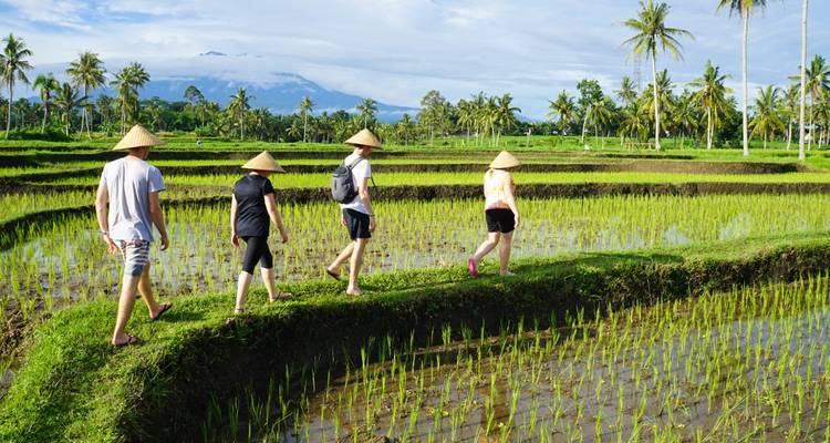 Junge Reisende in kegelförmigen Hüten wandern entlang üppiger terrassenförmiger Reisfelder mit einem Vulkan in der Ferne.