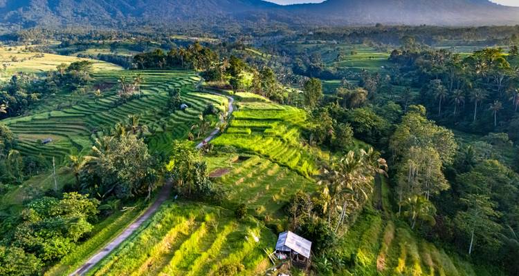 Weelderige, getrapt rijstterrassen kronkelen rond een groene Balinese vallei met ochtendnevel over verre bergen.