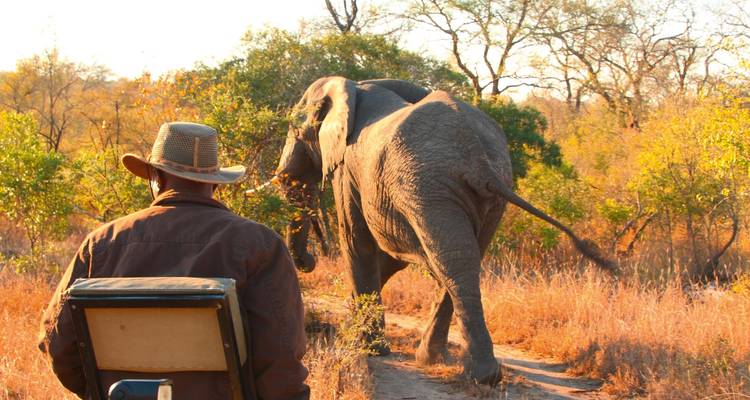 Safari-Szene mit einer Person auf einem Fahrzeug in der Nähe eines Elefanten.