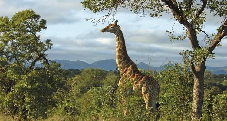 Giraffe steht hoch zwischen Bäumen mit Bergen im Hintergrund.