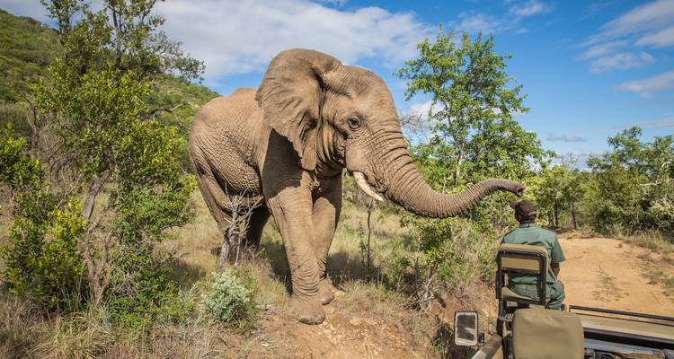 Here's the German translation:
"Elefanten auf Safari nähern sich einem Fahrzeug in einer üppigen Umgebung."
Note: I corrected the grammar from "Elephant" (singular) to "Elefanten" (plural) to match the plural verb "approach" in the original English text.