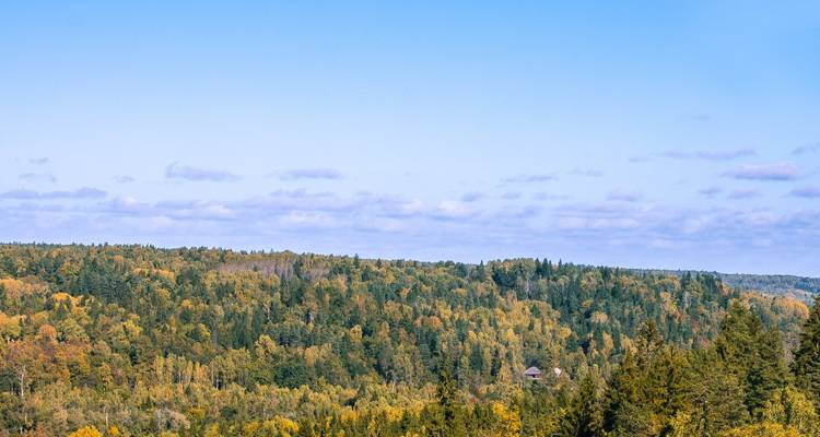 Forêt dense s'étendant jusqu'à l'horizon.
