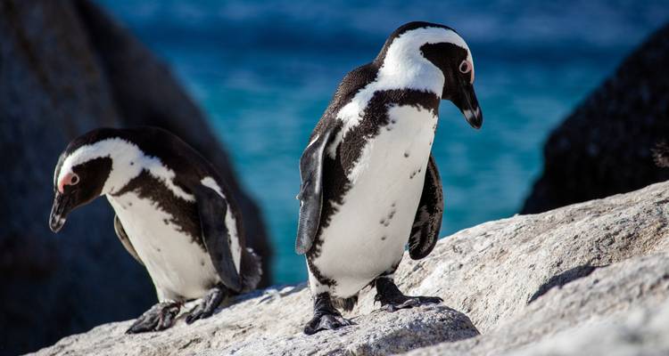 Primer plano de pingüinos africanos posados en superficies rocosas junto al mar.