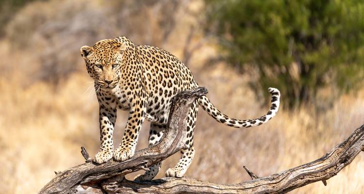 Leopard on a tree branch in a natural habitat under clear sky.