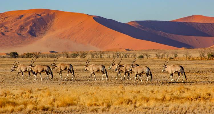 Oryx walking in front of red sand dunes in a desert landscape.