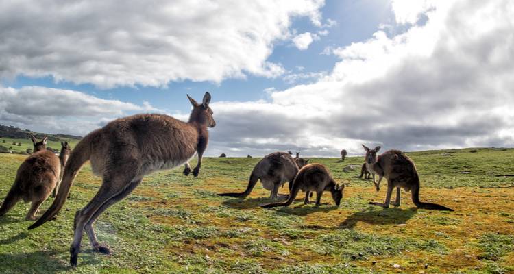 Grupo de canguros en un campo de hierba bajo un cielo nublado.