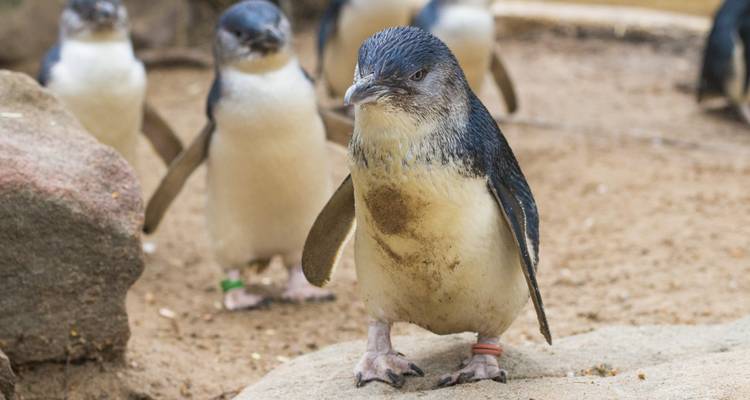 Pequeños pingüinos caminando juntos, algunos con bandas de identificación en sus alas.