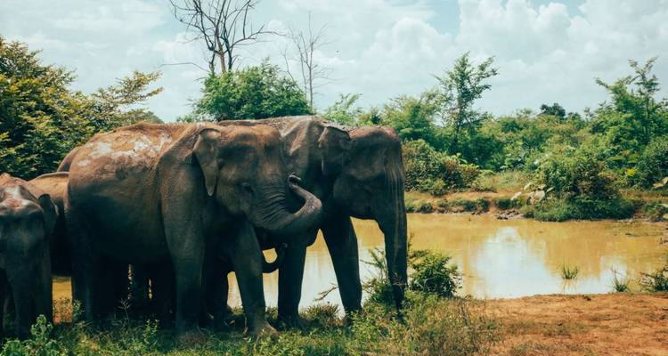 Elefanten in einem natürlichen Lebensraum nahe einem Wasserloch.