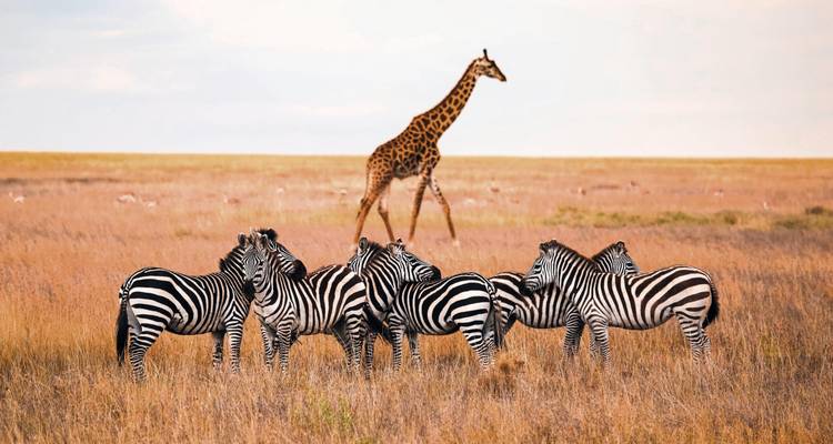 Eine Giraffe und eine Gruppe von Zebras stehen in einer Savanne.
