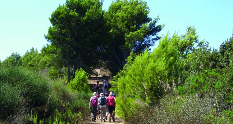 Group of hikers walking through a forested area with green trees.