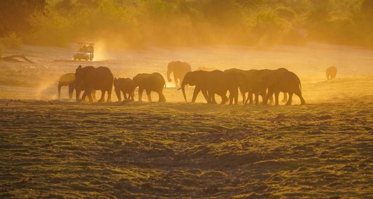 Kudde olifanten die door een stoffige savanne loopt.