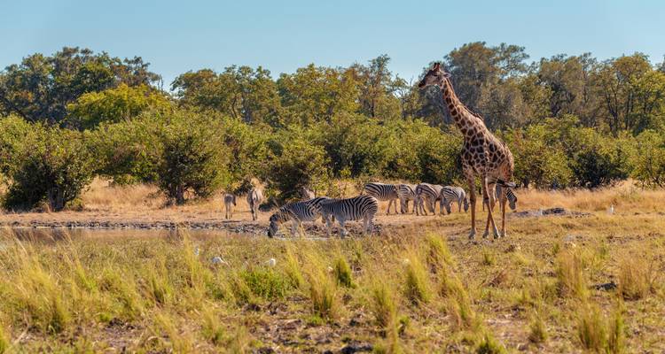 Giraffe en zebra's grazend in een savanne met struiken en bomen.