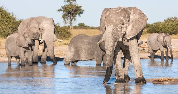 Herd of elephants standing in and near a waterhole.