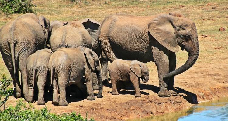 Family of elephants gathering near a water source.